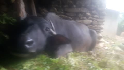 PET BUFFALO