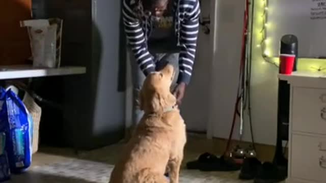 DOG TRAINING ! DOG VIDEOS ! #TRENDING SHORT # ITS SANJIB SHORT