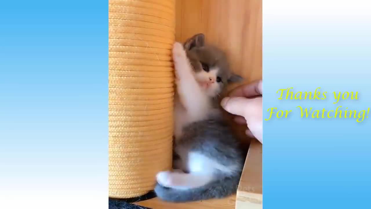 Cute Pets And Funny Animals Compilation funny vedio