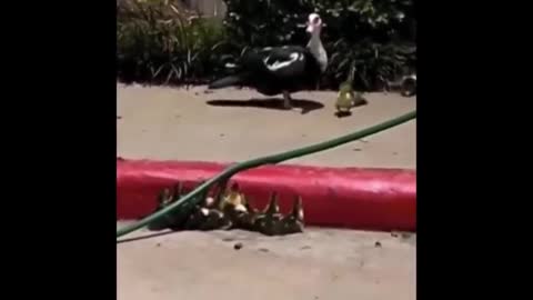Animals cute love