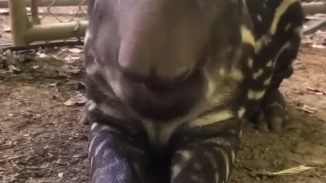 Merry tapir