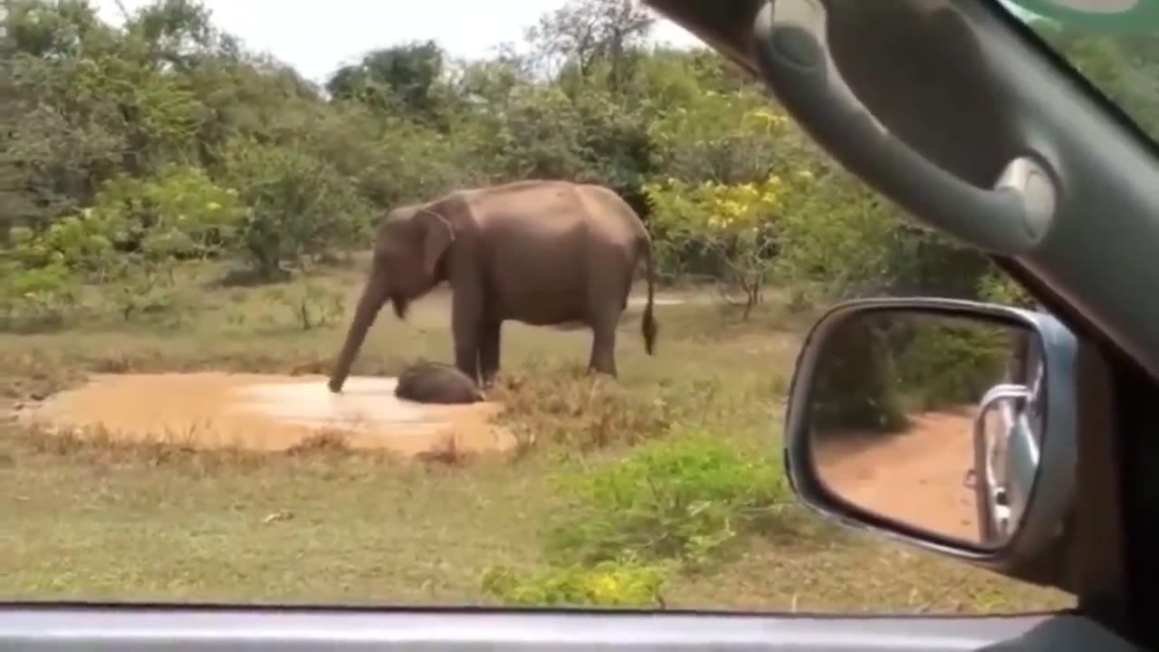 Mama Elephant kicks a crocodile out of her pool to save her baby