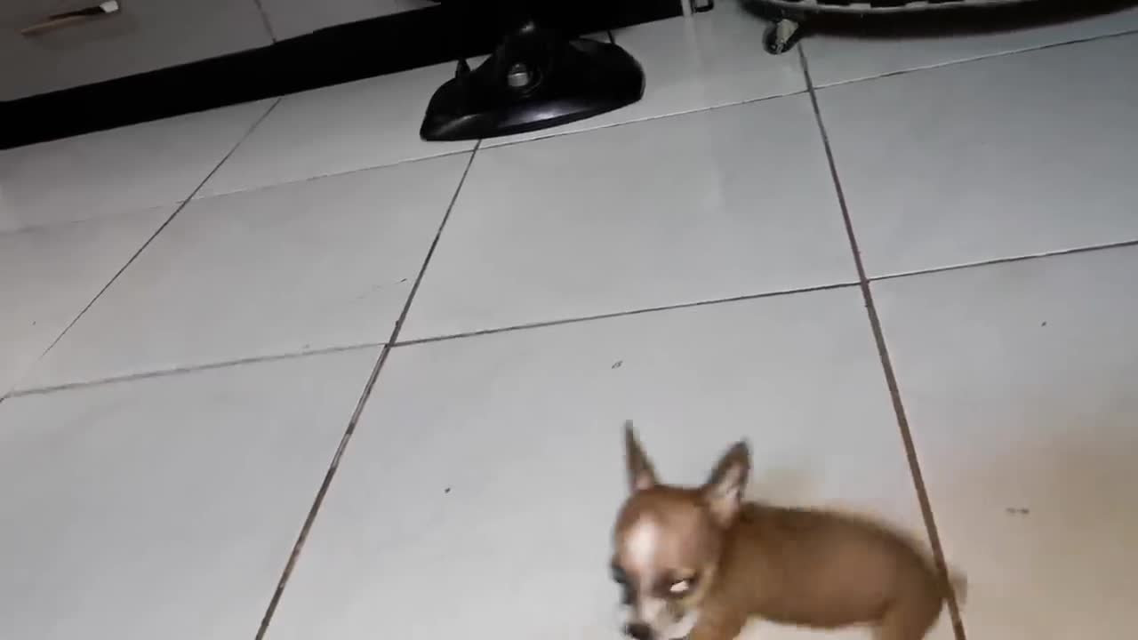 pinscher miniatura puro odio