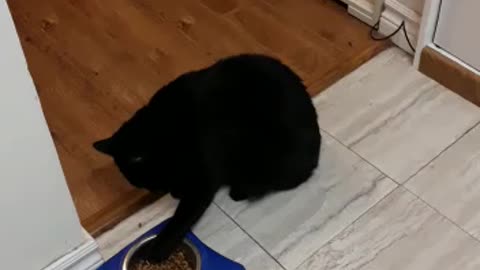 Poppy eats diner with its paw