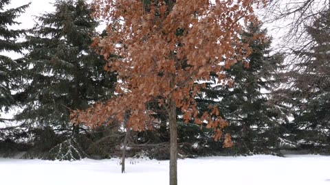 Mesmerizing Time-Lapse Snowfall | A Drone's Aerial Perspective | Radiant Earth Gazer