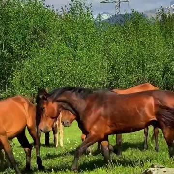 Beauty Horses In The Vilage