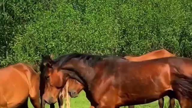 Beauty Horses In The Vilage