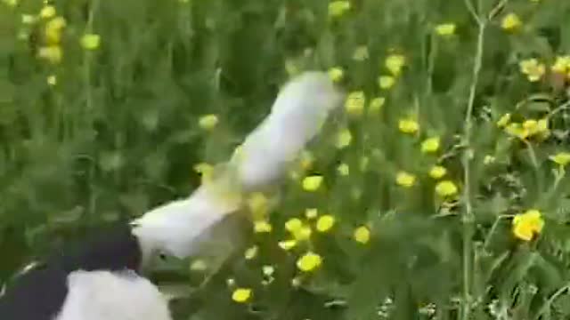 Happy Dog Enjoying a Flower Field - They Call Them Springers For a Reason!