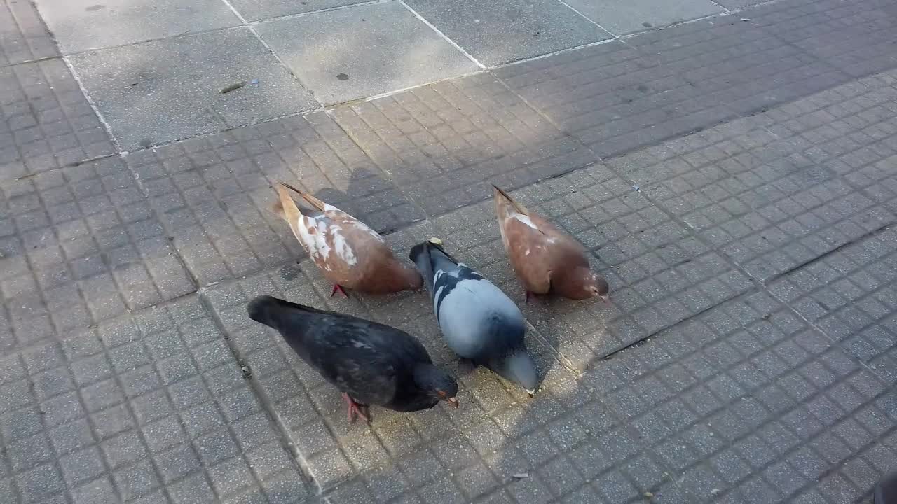 The bird meal