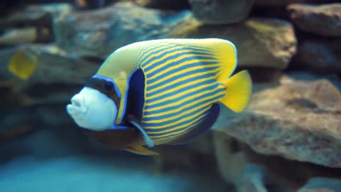 This fish is very beautiful, do you know what species it is