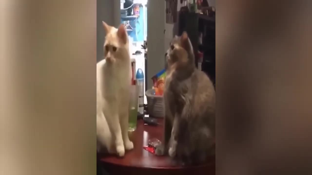 Funny Animal Video