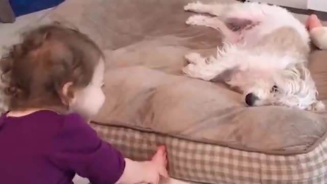 Baby girl touching white doge and playing with them