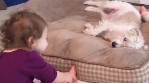 Baby girl touching white doge and playing with them