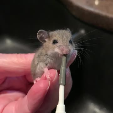 Feeding Baby Mouse