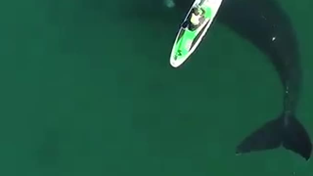 Huge whale interact with human in a gentle way