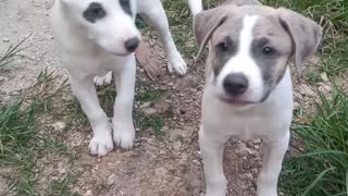 cute puppies