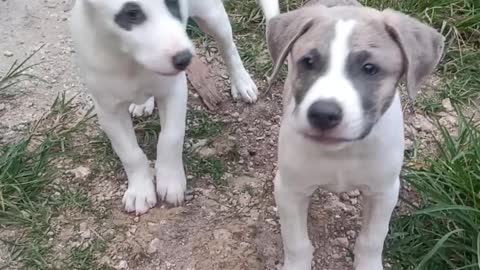 cute puppies