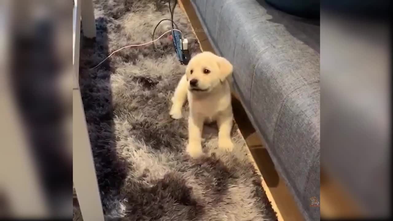 Cute and Funny baby dogs, puppies videos compilation.