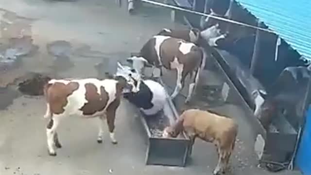 But why??