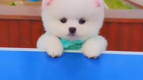 Funny and Cute Dogs Videos❤️❤️❤️👌👌