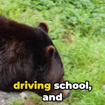 Weird AI Prompt 2 = Jaywalking Bears: A New Yorker's Tale