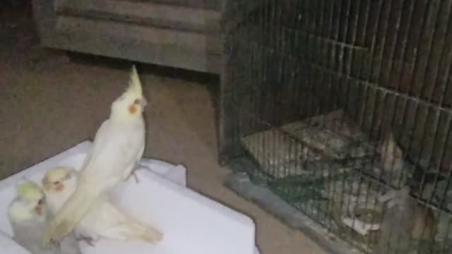 The house of birds