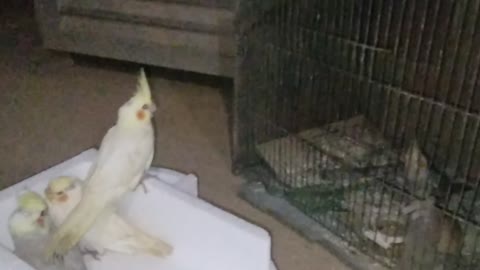 The house of birds