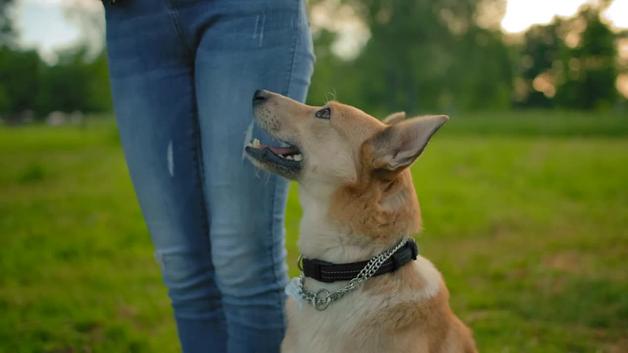 Portrait of a faithful dog sitting next to the feet of his mistress in park