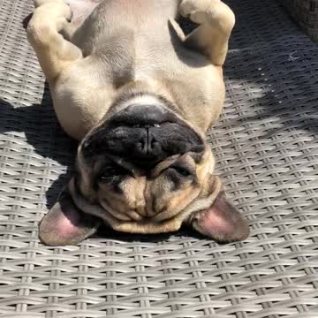 Frenchie topping is his tan