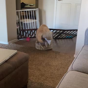 Golden Retriever Puppy Logic: If I Fits, I Sits
