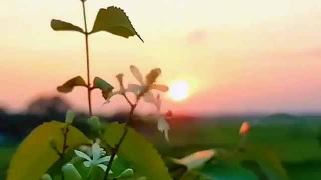 //Natural view off this video //what beautiful moment off his nature