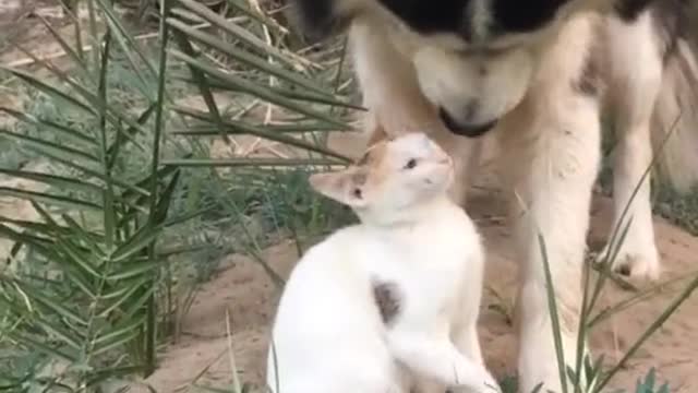 Dogs love a cat