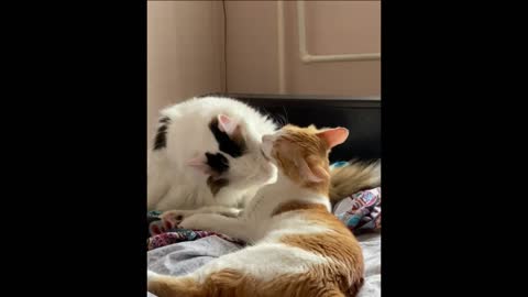 Cats lick each other. This is so cute! :)