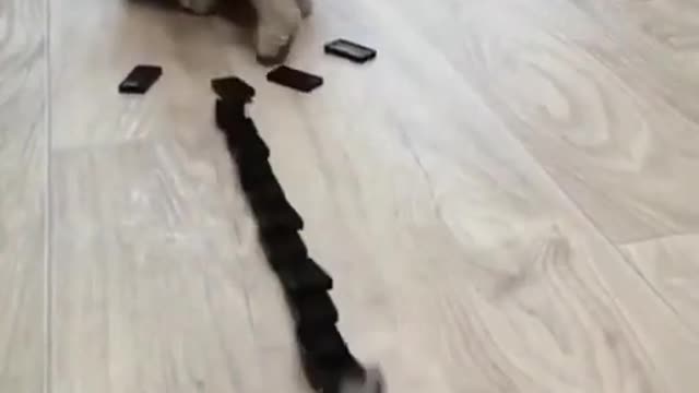 Domino cat! Cute funny cat 😻😹