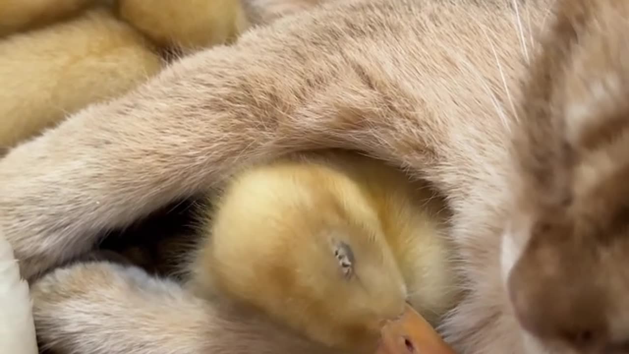 The love story of ducks and cats! ❤️Cute and funny animals.