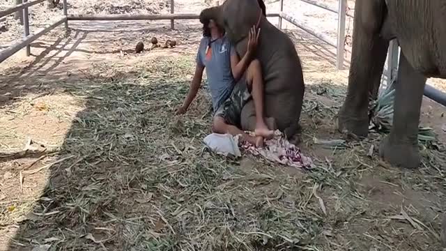 Unique Baby Elephant playing with it's driver