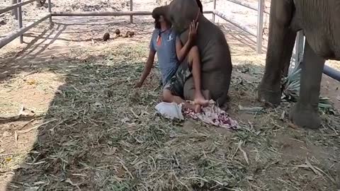 Unique Baby Elephant playing with it's driver