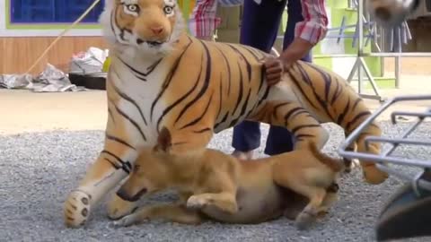 Troll Prank Dog Funny & fake Lion and Fake Tiger Prank To dog & Huge Box Prank to dog