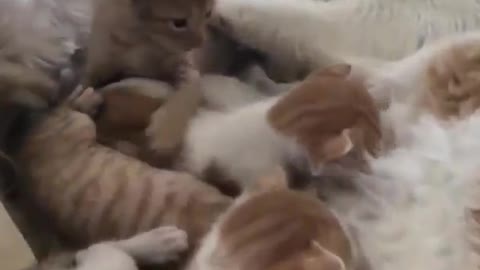 A cat playing with his young children😘😍