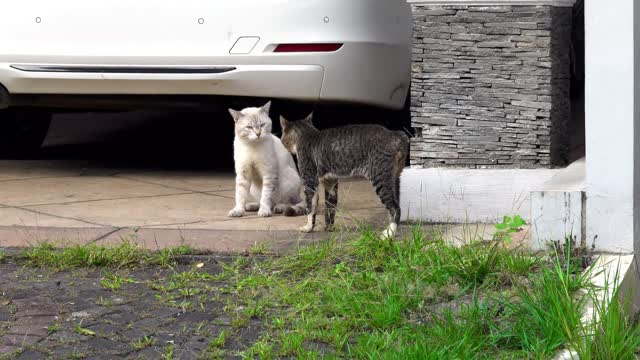 Two male cats fighting over a female cat unbelievable.