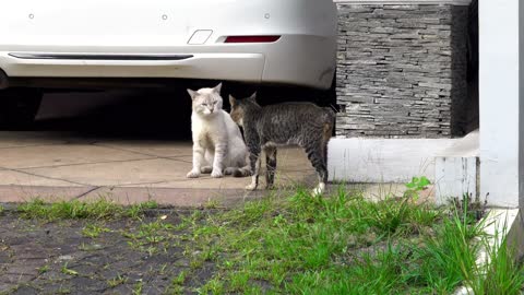 Two male cats fighting over a female cat unbelievable.