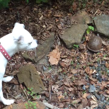 barking at turtle