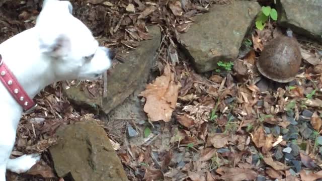 barking at turtle
