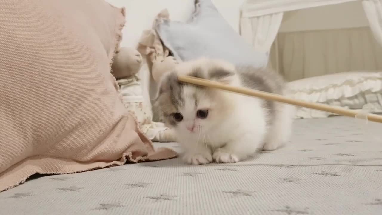 cat with her toys