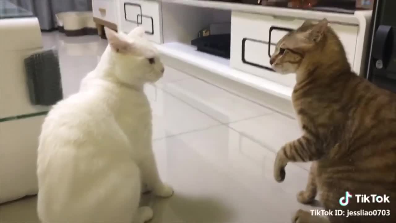 CATS TALKING !! these cats can speak english better than hoooman