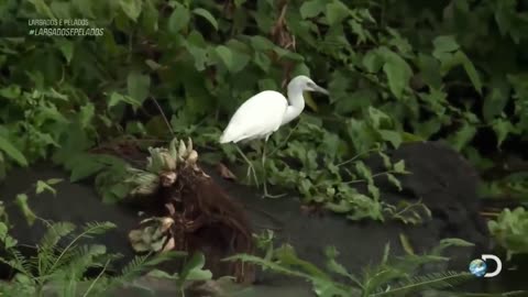 largados e pelados