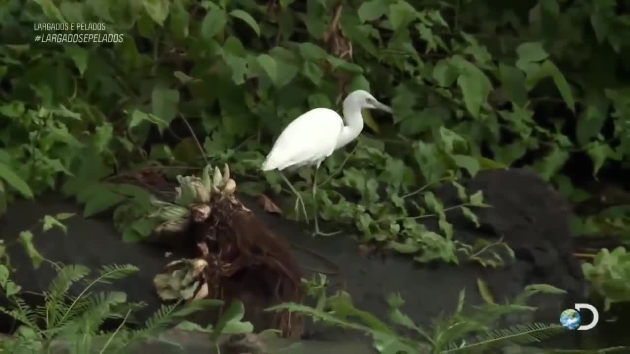 largados e pelados