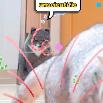 Cats play high Jump in home _ Puppy wipes out trying to go down the stairs