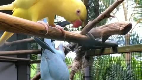 cut parrot video 2021💕 #shorts #trending #youtubevideo.