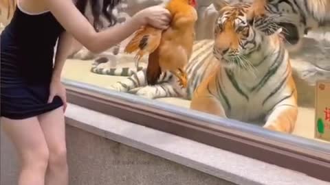 Girl Made Fun Of Tiger #funny video